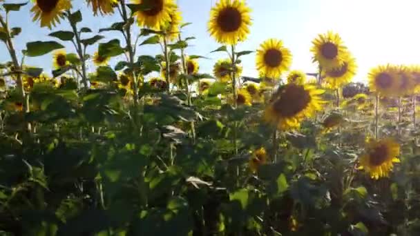 Sahada Bitmeyen Ayçiçekleri Çekiyorlar Güneş Işınları Sarı Yaprakları Delip Geçer — Stok video