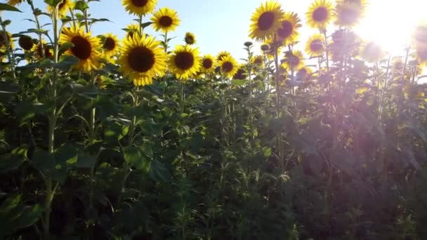 Şafak Sökerken Ayçiçeği Avlamak Güneş Parlak Bir Gökyüzünde Parlıyor — Stok video