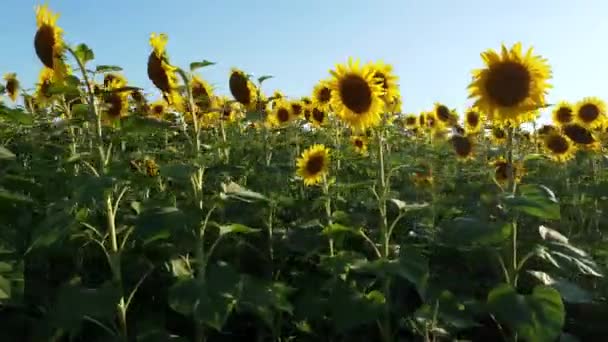 Shooting Blooming Sunflower Field Endless Sunflower Field Dawn — Αρχείο Βίντεο
