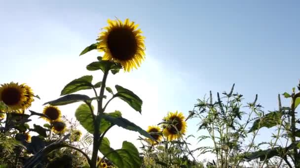 Smooth Approach Head Large Sunflower Rays Sun Dawn Break Trunk — Stockvideo