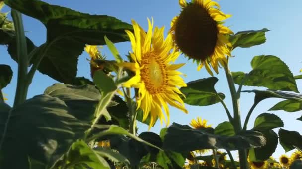 Şafakta Çekilen Ayçiçeği Yaprakları Rüzgarda Sallanıyor Açık Güneşli Yaz Günü — Stok video
