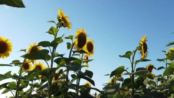 Walk Blooming Sunflowers Middle Field Single Cloud Sky — Vídeo de stock