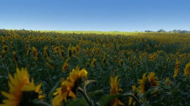 Çiçek açarken bitmeyen bir ayçiçeği tarlasının video çekimi. Güneşli bir havada tarım alanının güzel görüntüleri.