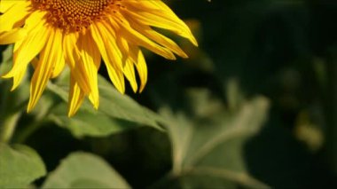 Tarlada çiçek açarken ayçiçeği bitkilerinin makro görüntüleri. Ünlü tarım kültürünün ilginç görüntüleri..
