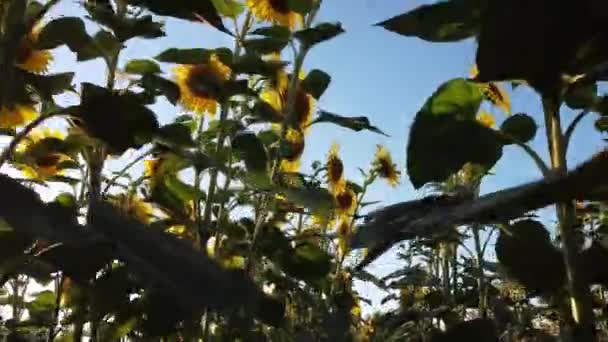 Shooting Thick Trunks Sunflower Sunflower Blooms Full Swing — Vídeo de stock
