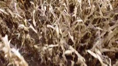 Kaybolan mısır tarlasının üzerinde uçan bir dron. Birçok mısır sapı düştü ve mısır koçanları çürüdü..