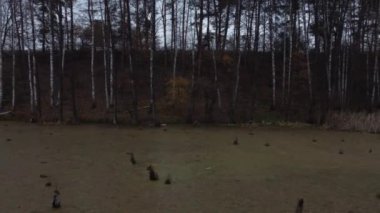 İnsansız hava aracı, yeşil alglerle kaplanmış gölün yüzeyinin fotoğraflarını çekiyor. Uzun huş ağaçları kıyı boyunca büyürler..