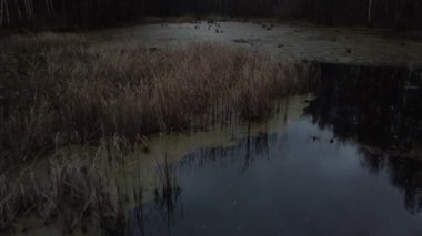 Sazlıklarla ve orman gölünün diğer yosunlarıyla kaplanmış bir drondan ateş etmek. Ilıman iklimin vahşi doğasının ilginç ve gizemli görüntüleri..