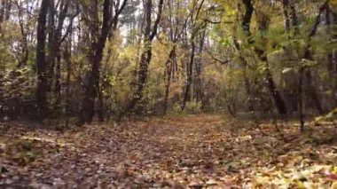 Sonbahar ormanında hızlı insansız hava aracı uçuşu. Düşen yapraklar yerde kalın bir tabaka içinde yatıyor..