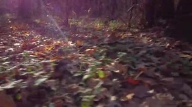 Ormanın alt katının sonbahar yapraklarıyla dolu bir drone görüntüsü. Çerçevenin içinde, sonbaharın sonlarında sık ormanların büyüdüğü eski bir meşe ormanı var..