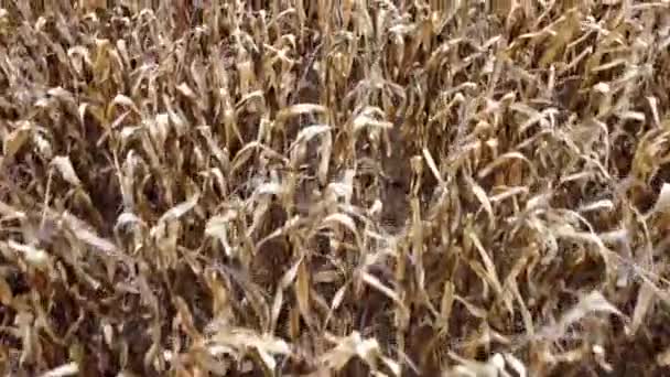 Drone Uitzicht Een Volwassen Maïsveld Late Herfst Droge Scheuten Met — Stockvideo