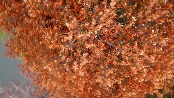 Дрон Кружляє Над Розкішним Апельсиновим Деревом Стрілянина Осінньому Лісі — стокове відео
