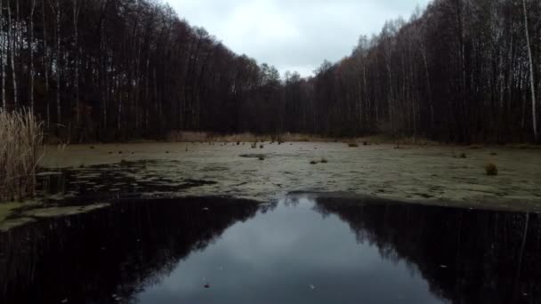 森の中の植生に覆われた秋の湖を飛ぶドローン 寒い気候が始まる前の野生動物の魅力的な映像 — ストック動画