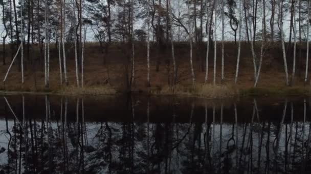 Gölün Kıyısındaki Bir Sıra Zarif Huş Ağacının Dronundan Ateş Etmek — Stok video
