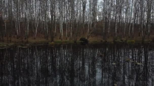 Ağaçlarla Kaplı Bir Orman Gölü Boyunca Nın Yavaş Pilotu Sonbaharın — Stok video