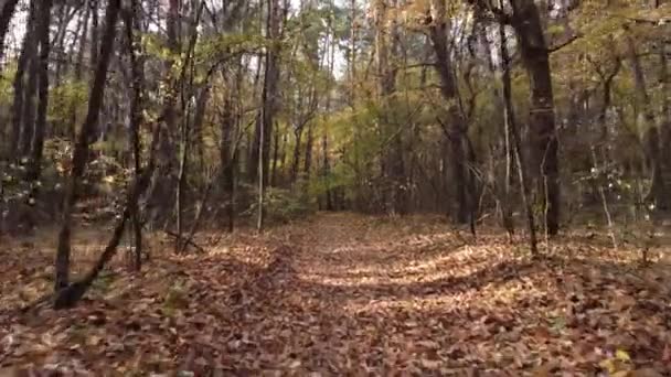 Прогулка Солнечному Осеннему Лесу Земля Покрыта Ковром Листьев — стоковое видео