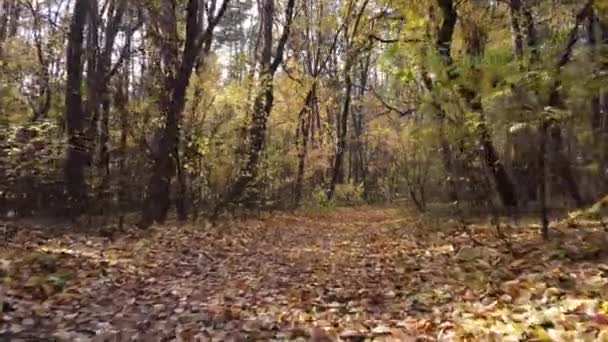 Voo Rápido Drone Através Floresta Outono Folhas Caídas Encontram Uma — Vídeo de Stock