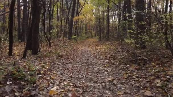 Bel Sentiero Nella Foresta Nel Tardo Autunno Cosparso Fogliame Colorato — Video Stock