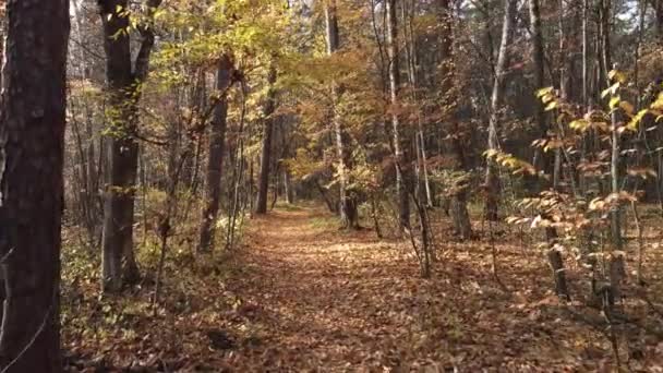 Złota Jesień Lesie Iglasto Liściastym Strzelanie Drona Bardzo Eleganckiej Ścieżki — Wideo stockowe