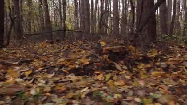 Filmati Droni Della Parte Inferiore Una Foresta Mista Autunno Cornice — Video Stock