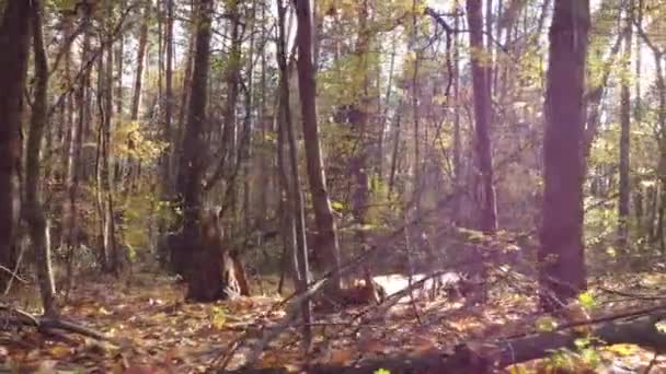 Floresta Seca Com Árvores Jovens Caídas Outono Lento Tiro Drone — Vídeo de Stock