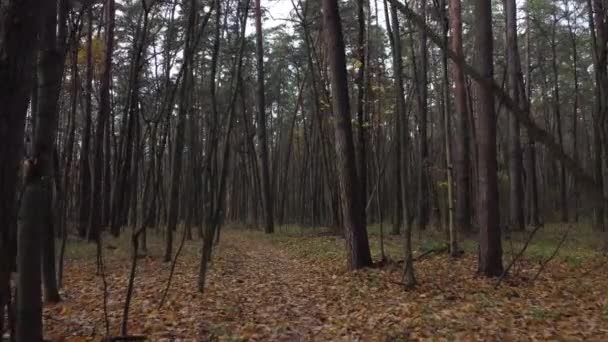 Fuga Droni Una Foresta Grigia Con Alberi Spogli Ultimo Verde — Video Stock