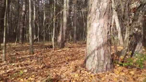 Foresta Autunnale Con Foglie Cadute Lunghe Ombre Dagli Alberi Piante — Video Stock