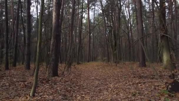 Мрачный Осенний Лес Голыми Ветвями Таинственная Атмосфера Поздней Осени — стоковое видео