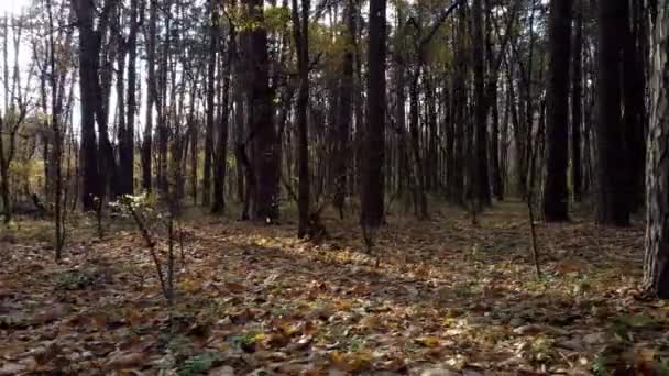 Знімаючи Листяний Ліс Сутінках Світанку Землю Покривають Товстим Шаром Опалого — стокове відео
