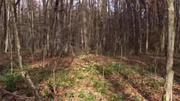 Tiroteio Drone Árvores Floresta Outono Longas Sombras Das Árvores Estendem — Vídeo de Stock