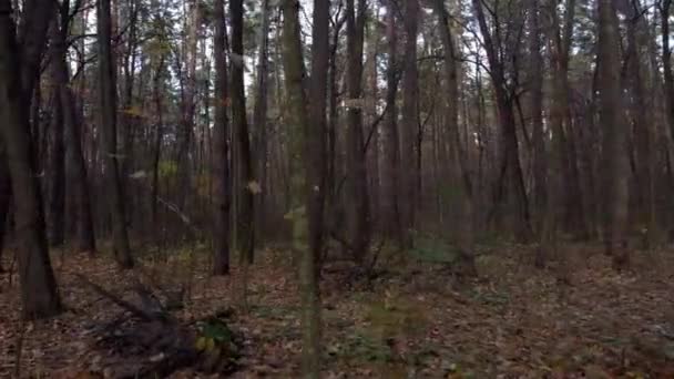 Foresta Autunnale Buia Con Alberi Caduti Vegetazione Diversificata Sparatoria Drone — Video Stock