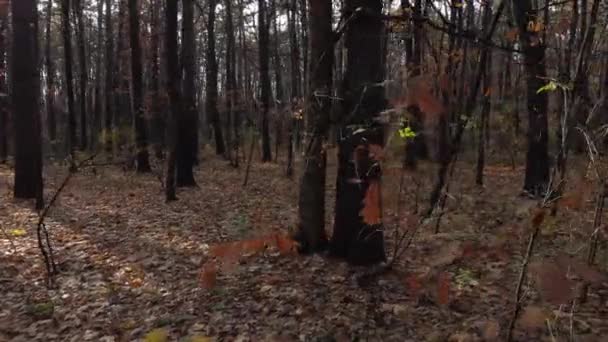 Imagens Drones Dentro Uma Floresta Velha Final Outono Floresta Com — Vídeo de Stock