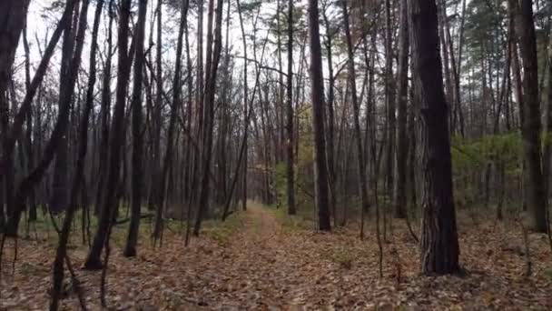 Piccolo Sentiero Nella Vecchia Foresta Nel Tardo Autunno Con Foglie — Video Stock