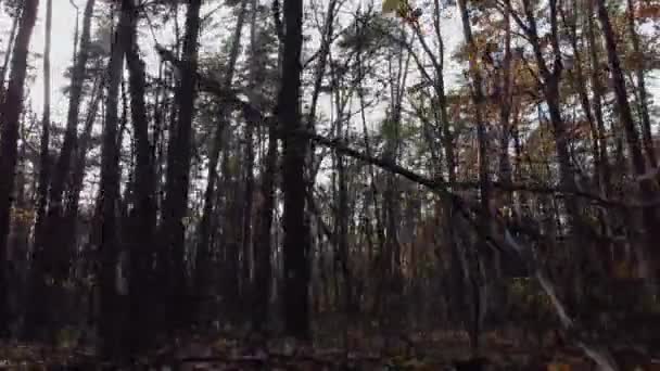 Drone Che Vola Alle Radici Degli Alberi Nella Foresta Tra — Video Stock