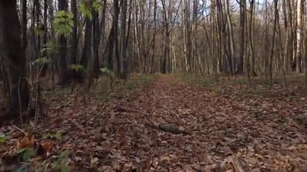 Lesní Stezka Posetá Podzimním Listím Mezi Mohutnými Duby Nízké Létání — Stock video