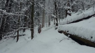 Kışın, karda güzel Noel ağaçlarıyla bir dağ yamacında çekim yapmak. Dairesel çekim, her şey saldırgan karla kaplı..