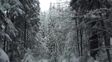 Karlı bir dağ ormanında muhteşem bir mesafe. Çerçevede, kardaki uzun saçlar.