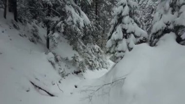 Bir ladin kabarık ve karla kaplı dallarının yanında çekim yapmak. Yağan kar köpükleri boğdu..