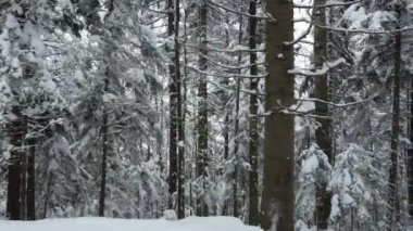 Bir dağ ormanında çam ağaçlarının arasında insansız hava aracı uçuşu. Dallar uzanıyor ve kırılıyor..
