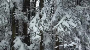 Dağlardaki karlı, eski bir çam ormanının üst katında. Güzel ve biraz da kış doğasının fantastik görüntüleri..