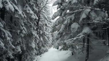 Karla kaplı çam ağaçlarının arasındaki yamaçta bir dağ yolunda görevlendirilmek. Doğrudan güneş ışığı olmadan gün ışığında ateş etmek. Çerçevenin içinde eski çam ve çam ağaçları var..