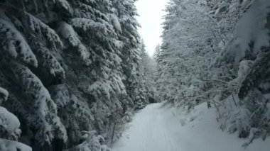 Eski köknar ağaçları arasında karla kaplı bir dağ yolu boyunca yürü. Çerçevede, en güzel köknar ağaçları taze kar ile süslenir..