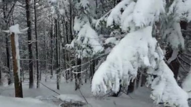 Bir kayak merkezinin ortasında karla kaplı bir Karpatya ormanı. Uzun ağaçlar yıllar önce dikildi..