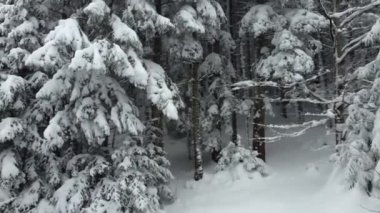 Şiddetli bir kar yağışından sonra köknar dalları kabarık oldu. Dağlarda karın yüzeyine dokunulmamış..