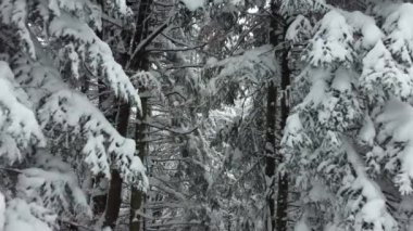Asırlık köknar ağaçlarının karla kaplı dallarında İHA 'nın uçuşu. Dağlarda soğuk havada yakın plan çekim..