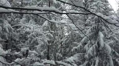 Karlı bir ormanda, köknar ağaçlarının sık dalları arasında uçan drone. Dağlardaki eski kozalaklı ormandan güzel görüntüler..