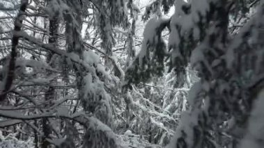 Kardaki ladin ormanında uzaktan çekim yapmak. Kışın Karpat dağlarının insansız hava aracı görüntüleri..