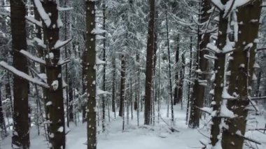 Dağlardaki çalılıklardan gelen bir insansız hava aracının uçuşu. Kış ormanında çekim..