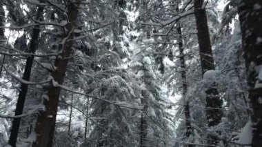 Karla kaplı köknar ağaçlarının yemyeşil tepelerini vurmak. Karla kaplı yüksek ağaç sütunları ve kırık dallar..