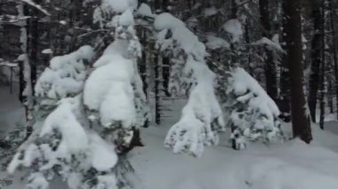 Yoğun bir kar yağışı sonrası bir dağ ormanının dibinde uçan bir dron. Çerçevenin içinde büyük bir kar tabakasıyla kozalaklı bir orman var..